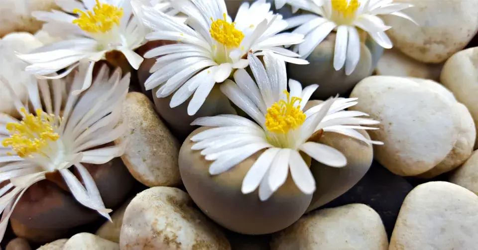 Kvetoucí živé kameny (Lithops)