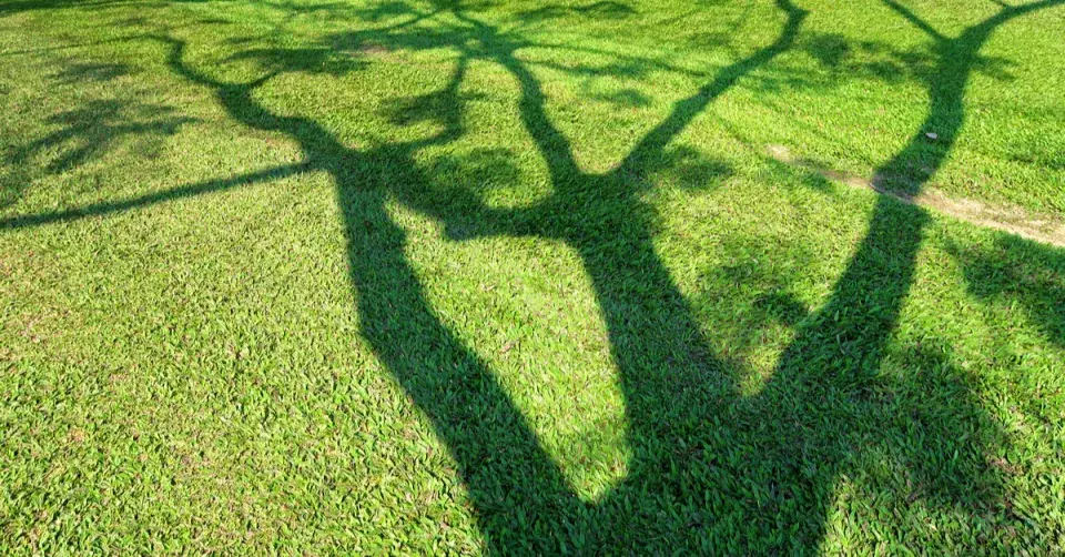 Dlouhé stíny na krátkém trávníku