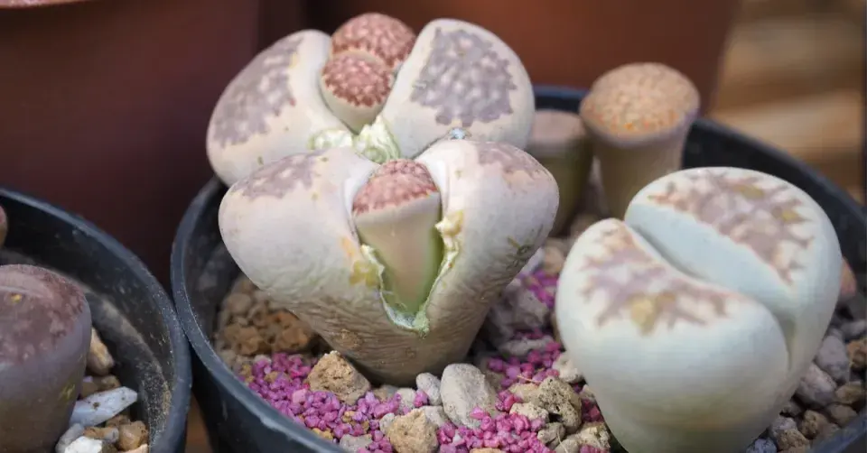 "Převlékání" živých kamenů (Lithops)