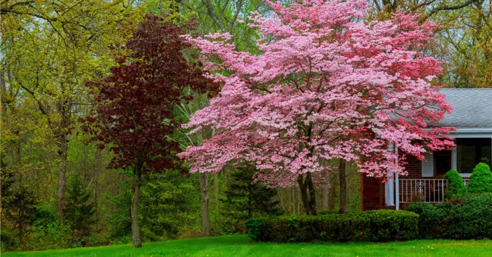 Strom obsypaný květy