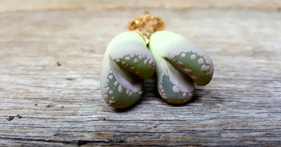 Živé kameny (Lithops)