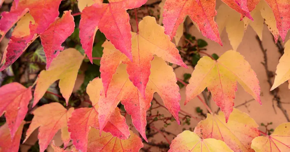 Přísavník trojlaločný