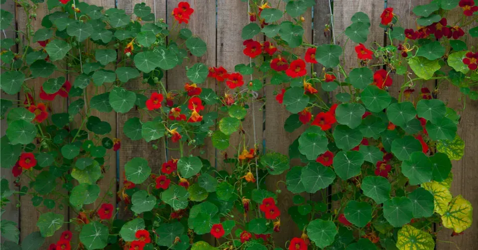 Lichořeřišnice větší