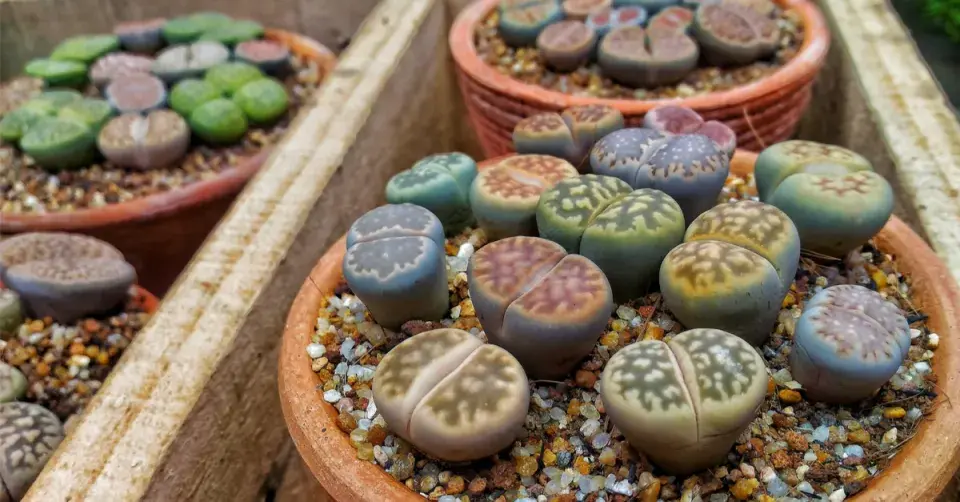 Barevné varianty živých kamenů (Lithops)
