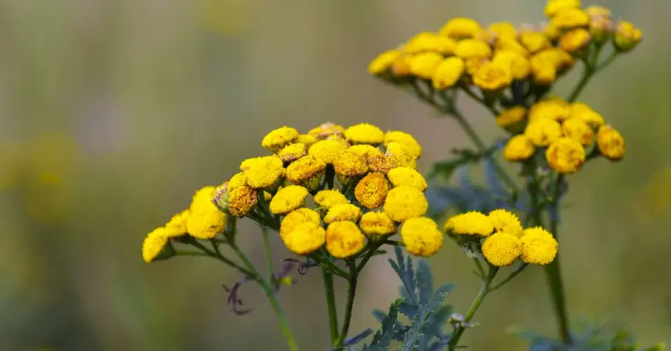 Vratič obecný (Tanacetum vulgare)