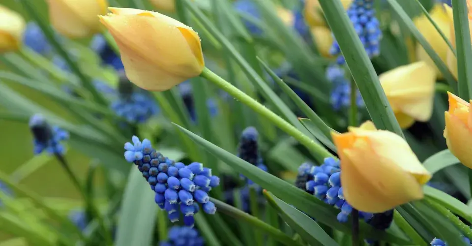Modřenec (Muscari)