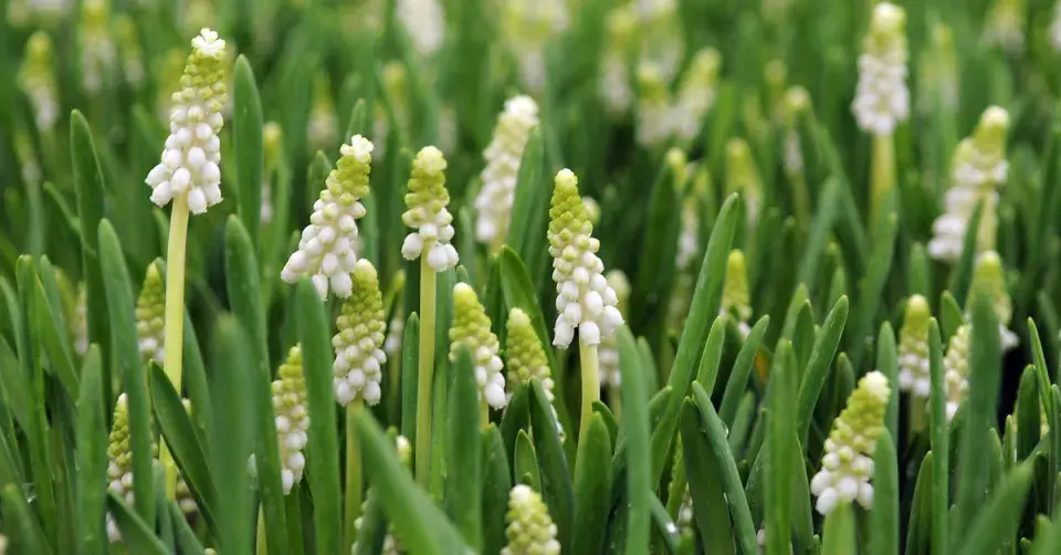Modřenec (Muscari)