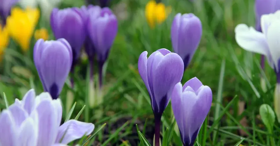 Krokus (Crocus)