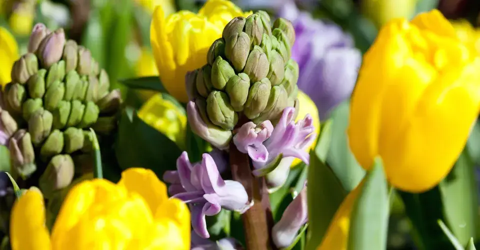 Hyacint (Hyacinthus)