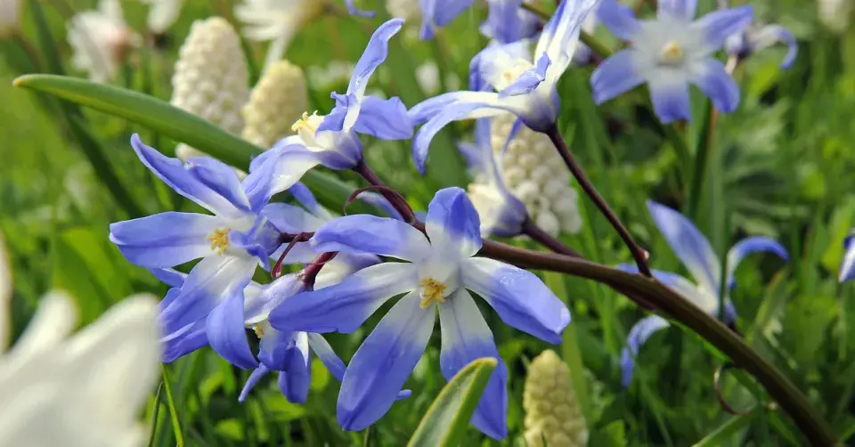 Ladonička (Chionodoxa)