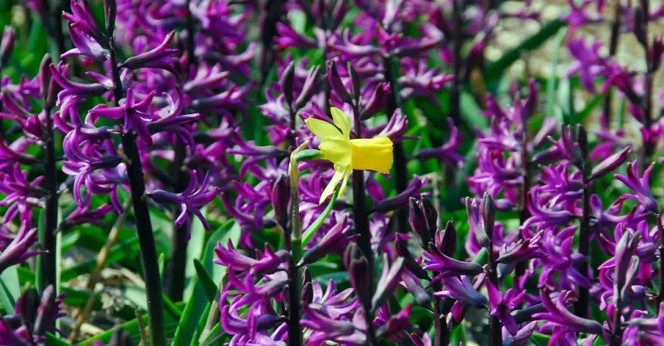 Hyacint (Hyacinthus)