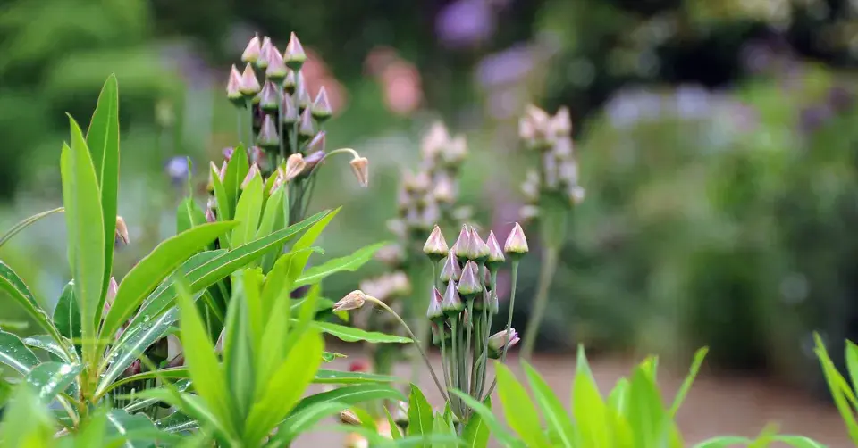 Sicilský česnek (Nectaroscordum sicilum)