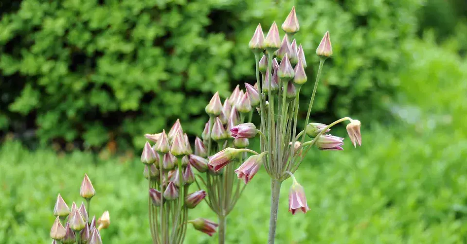 Sicilský česnek (Nectaroscordum sicilum)