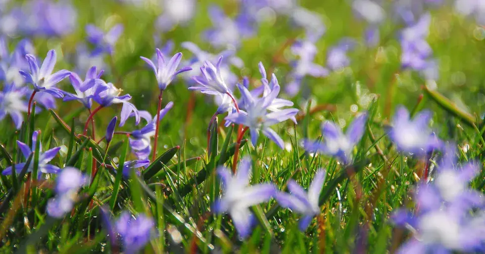 Ladonička (Chionodoxa)