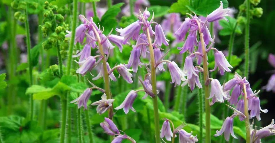Hyacintovec španělský (Hyacinthoides hispanica)
