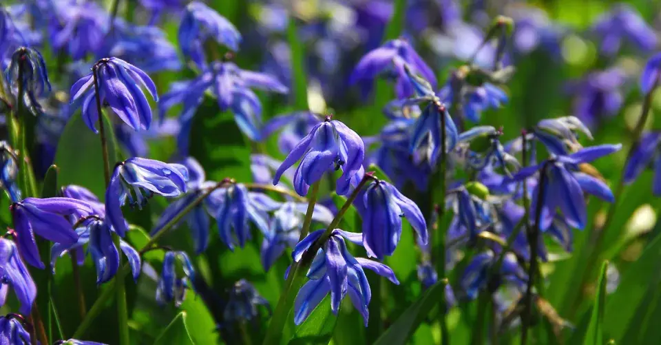 Ladoňka sibiřská (Scilla siberica)