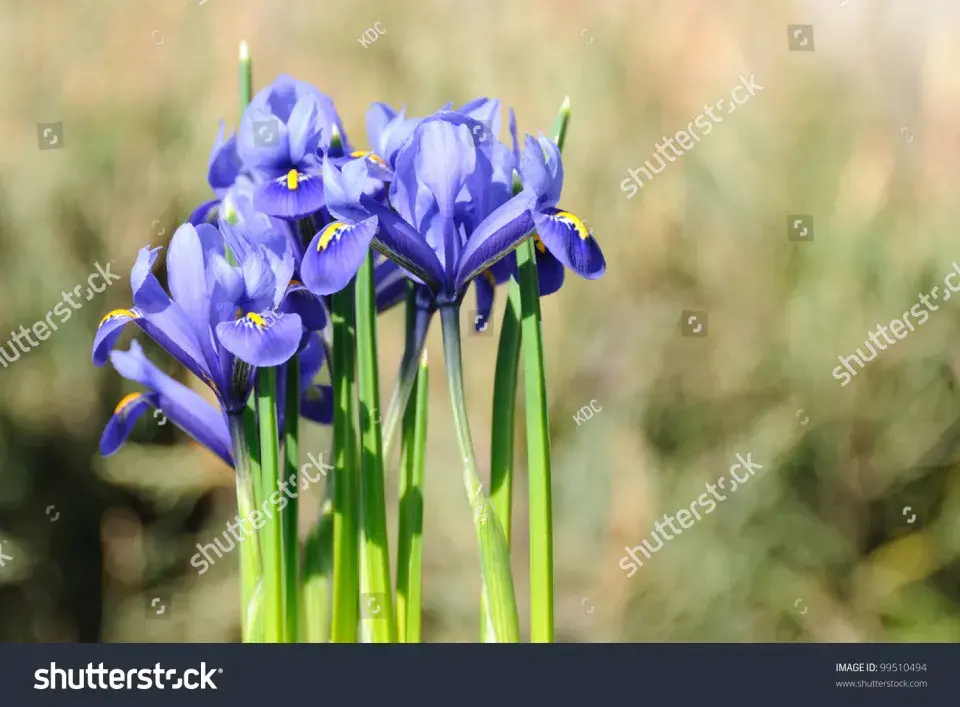 Kosateček síťkovaný