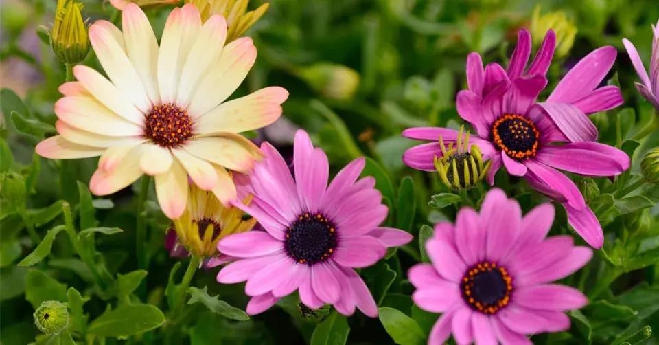 Osteospermum