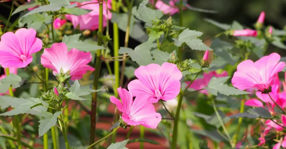 Slézovec tříměsíční