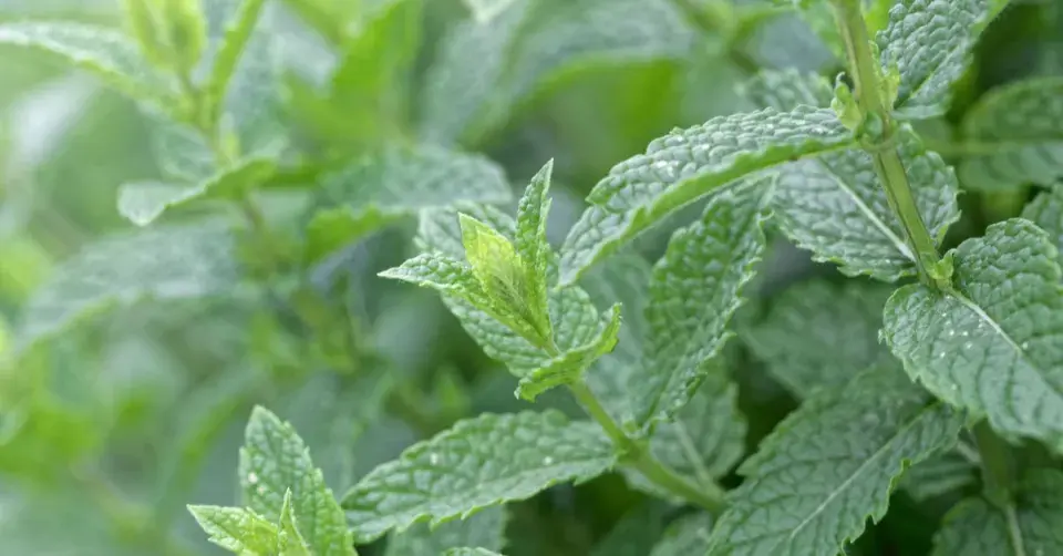 Máta klasnatá
