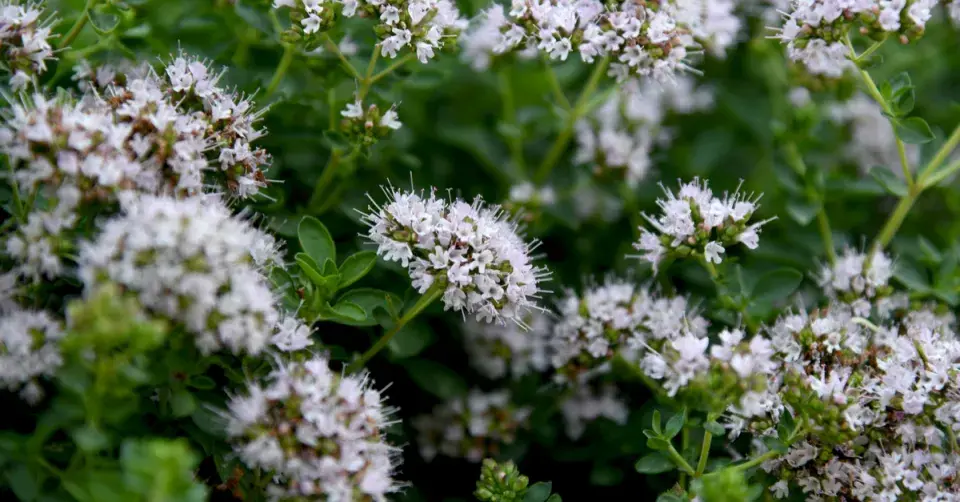 Majoránka zahradní