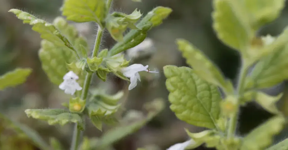 Meduňka lékařská