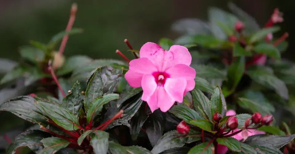 Netýkavka, hybridy New Guinea