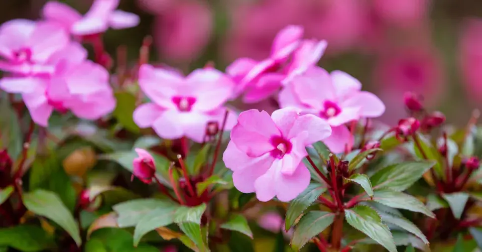 Netýkavka, hybridy New Guinea