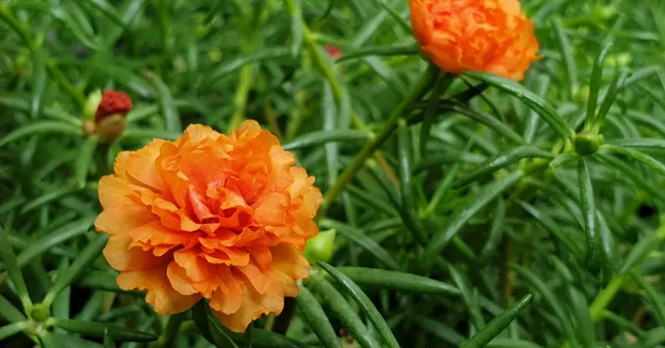 Šrucha velkokvětá