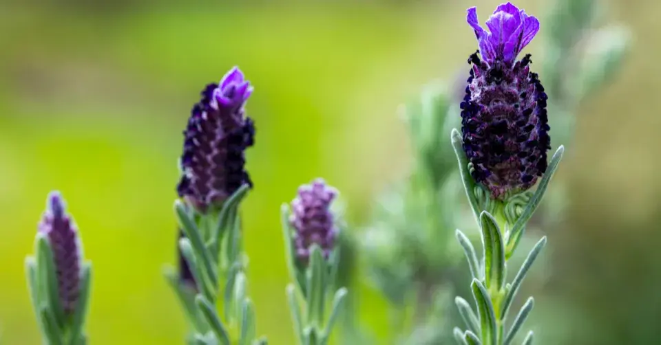 Levandule smilovitá