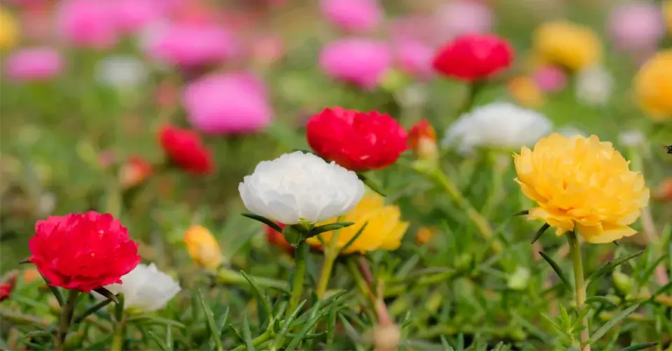 Šrucha velkokvětá