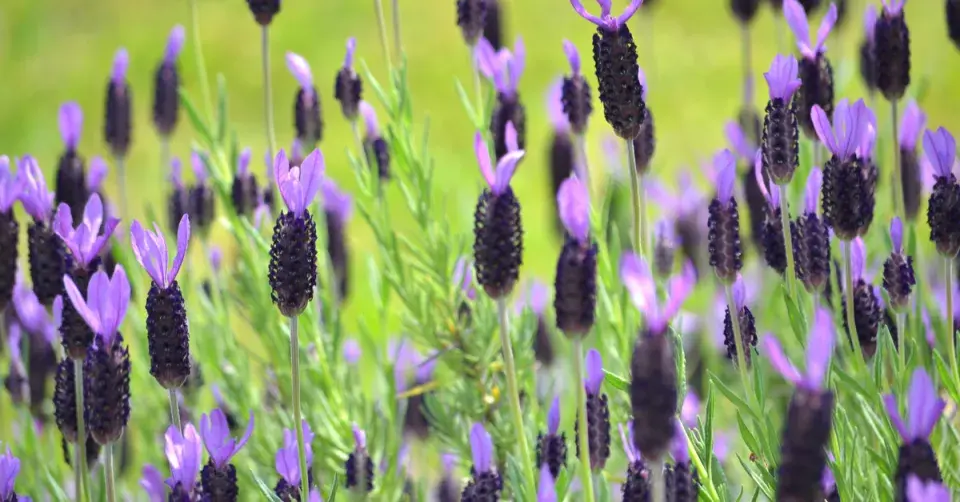 Levandule smilovitá