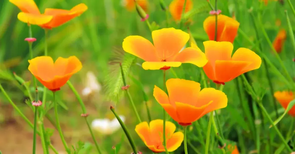 Sluncovka kalifornská