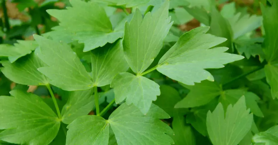 Libeček lékařský