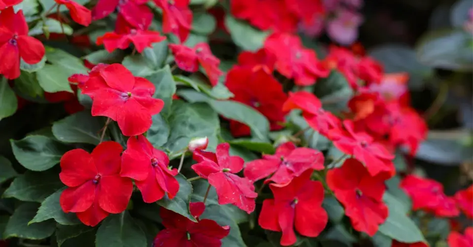 Netýkavka Wallerova