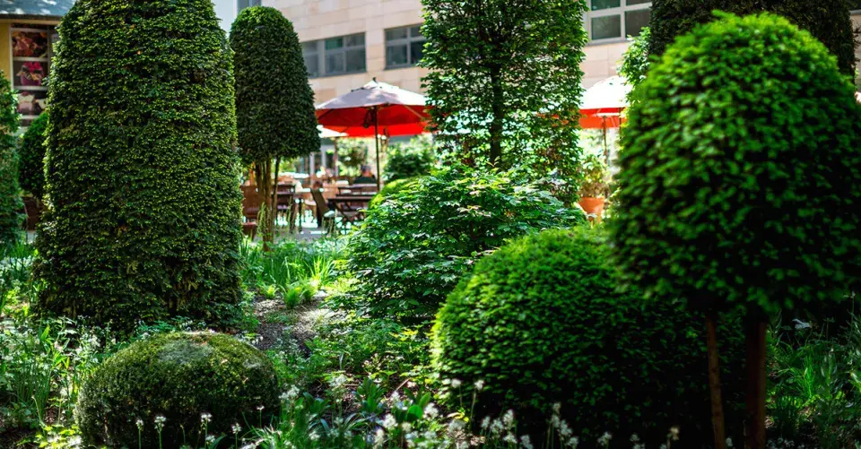 Stálezelené dřeviny