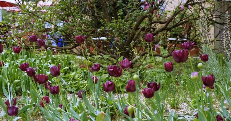 Rozkvetlé tulipány