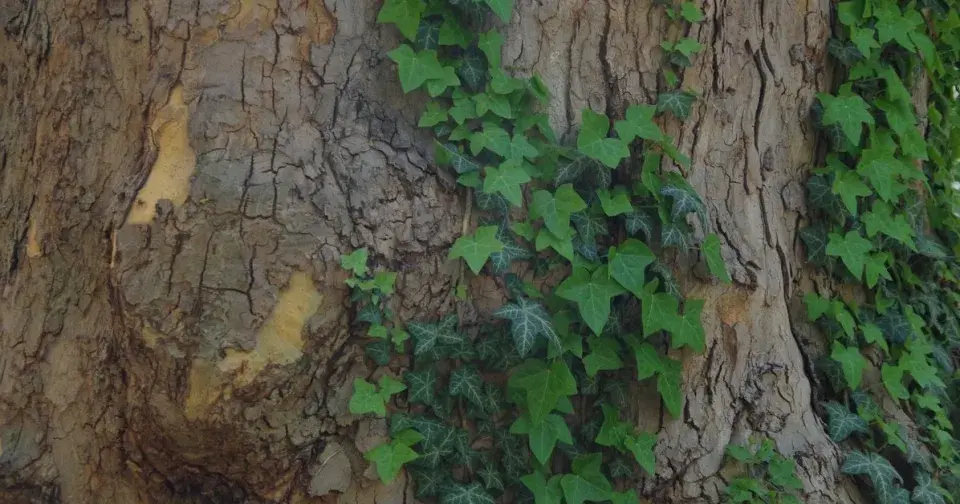 Popínavý břečťan