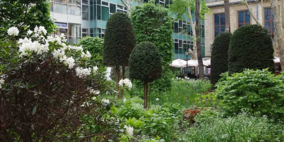 Stříhané dřeviny