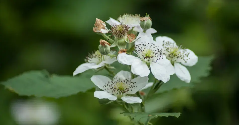 Ostružiník křovitý (Rubus fruticosus)