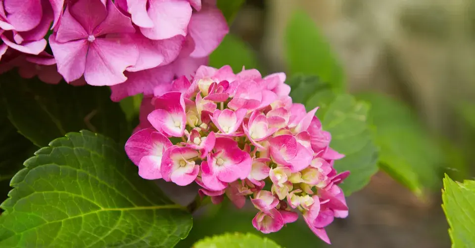 Hortenzie velkolistá