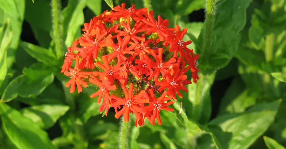 Kohoutek chalcedonský