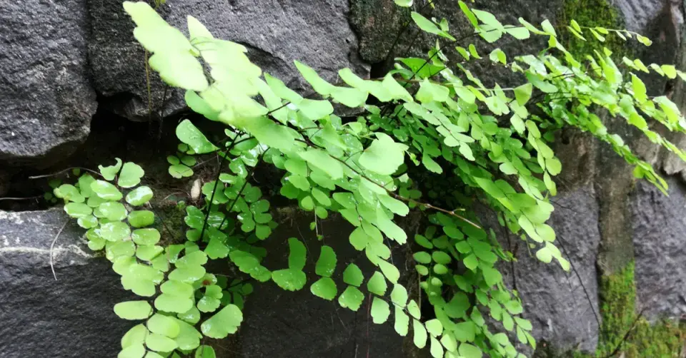 Netík Venušin vlas