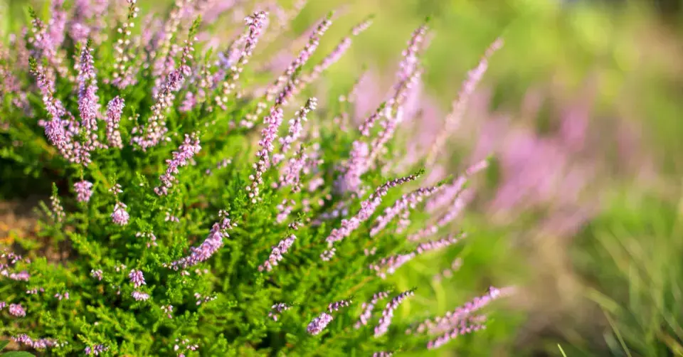 Vřes obecný (Calluna vulgaris)