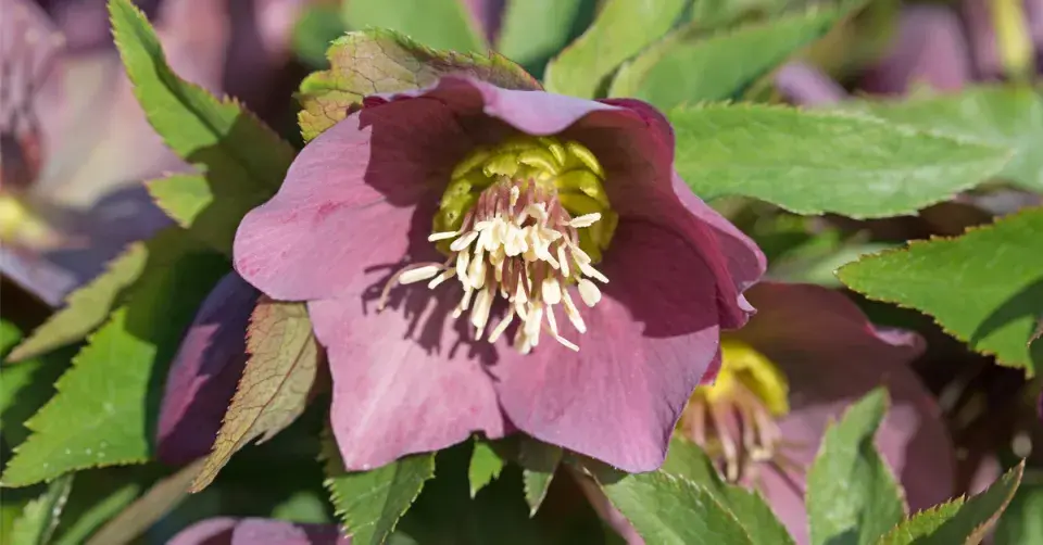 Čemeřice východní