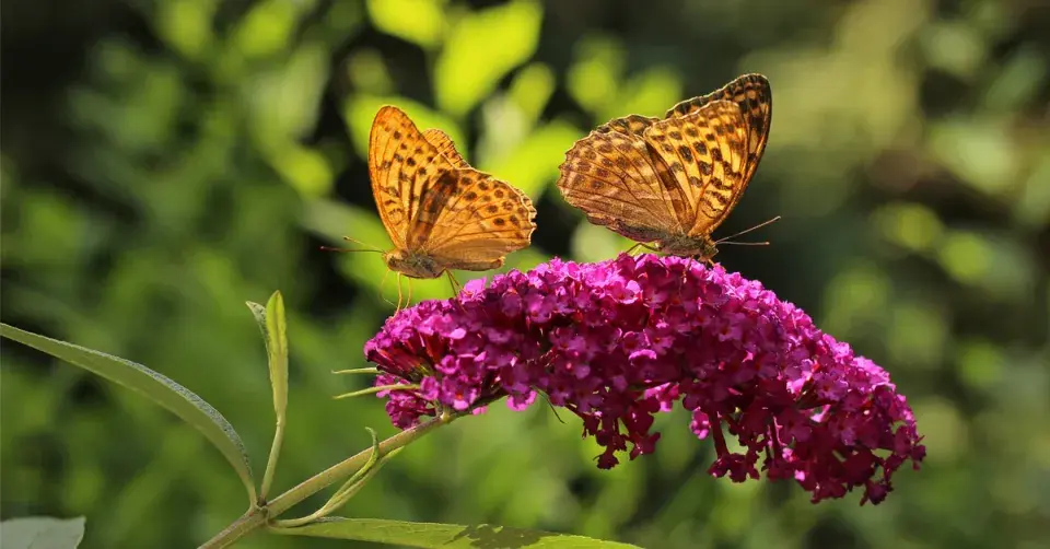 Komule Davidova (Buddleja davidii)