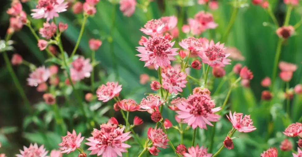 Jarmanka větší (Astrantia major)