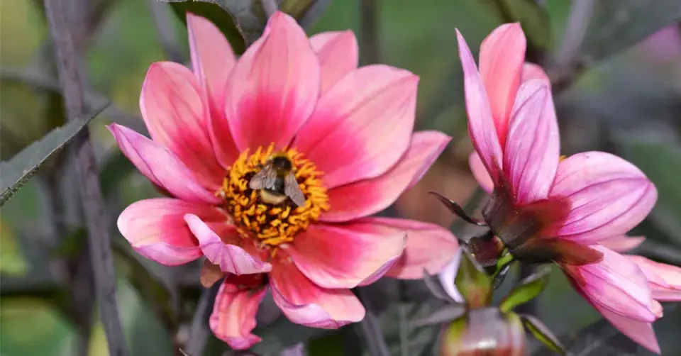 Jiřinka (Dahlia) s jednoduchými květy