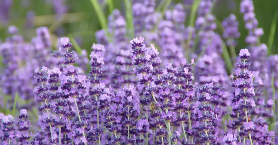Levandule lékařská (Lavandula angustifolia)
