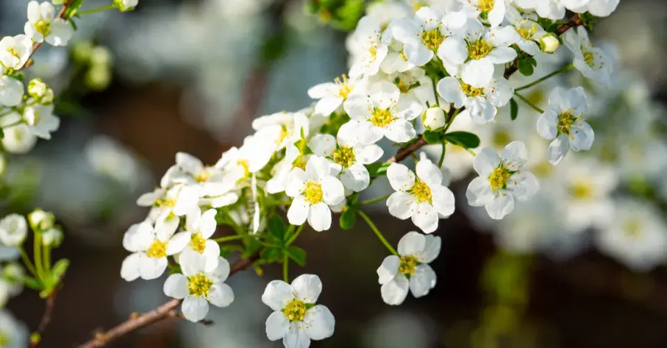 Tavolník význačný